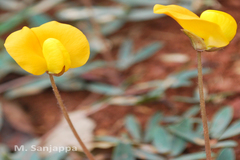 Arachis glabrata
